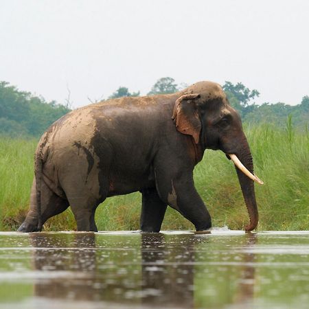 Family House - Bardia National Park Hotel Bardiya Екстериор снимка