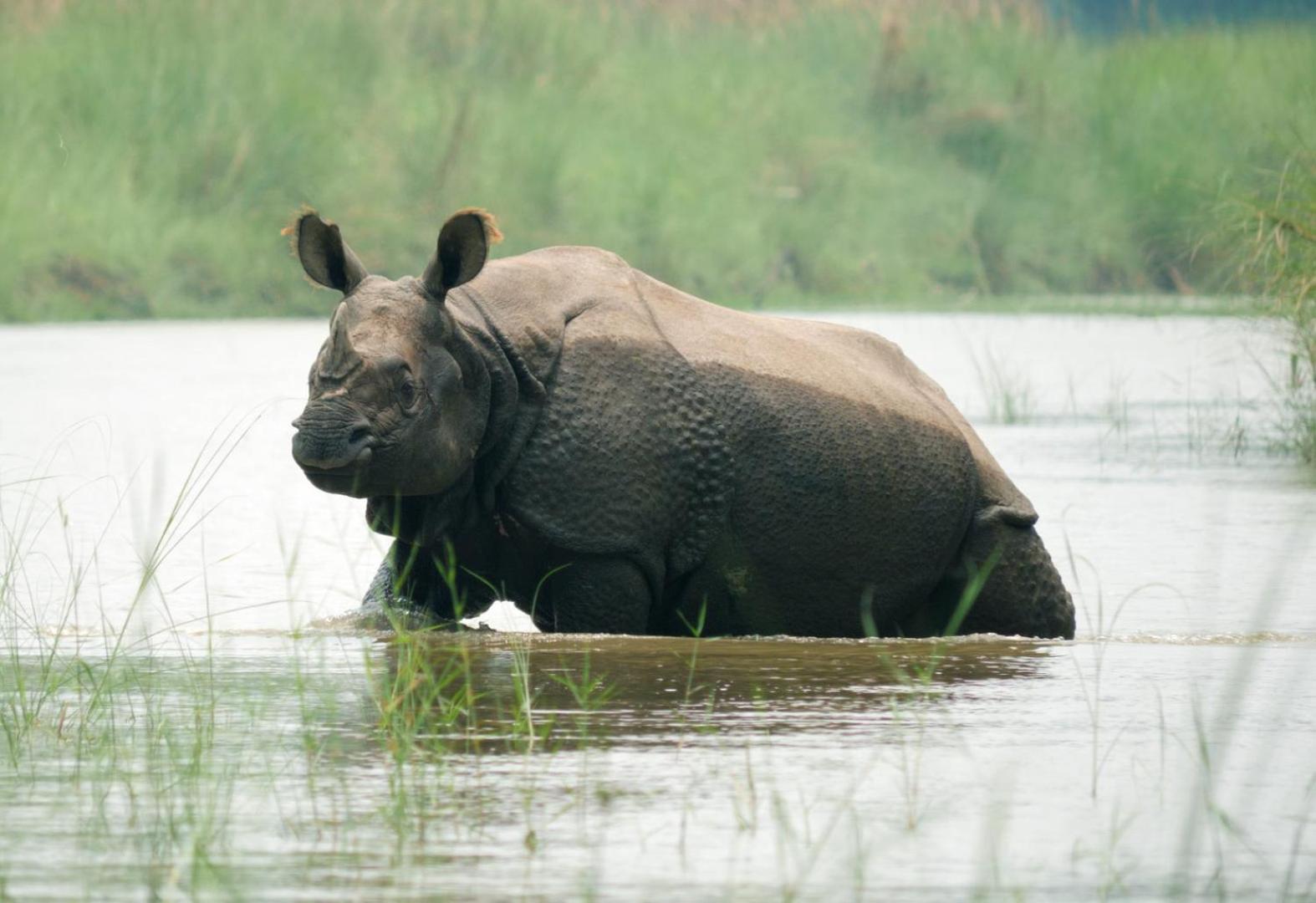 Family House - Bardia National Park Hotel Bardiya Екстериор снимка