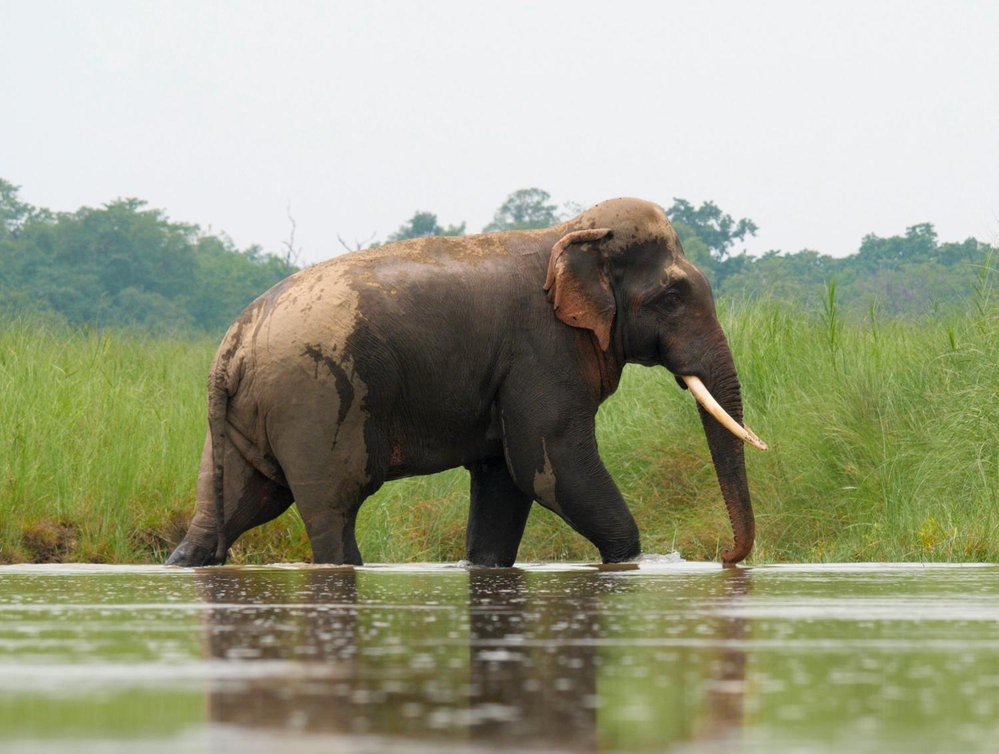 Family House - Bardia National Park Hotel Bardiya Екстериор снимка